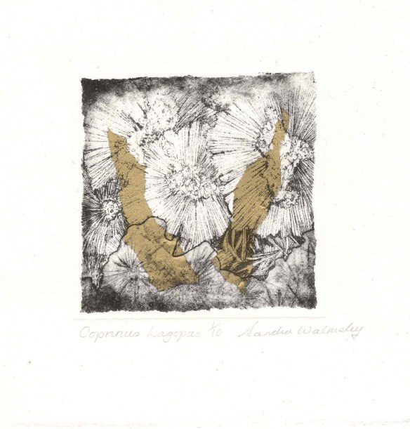 Cotinus lugopus miniprint